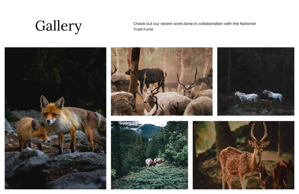 Example of custom gallery online for photographers and artists